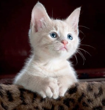 Картинки 23 марта - День ласкового котенка!