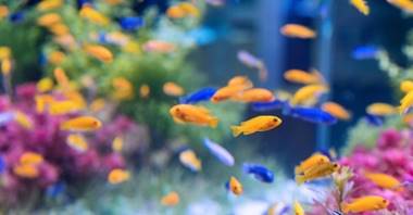 Картинки рыбки в аквариуме (150 фото)!